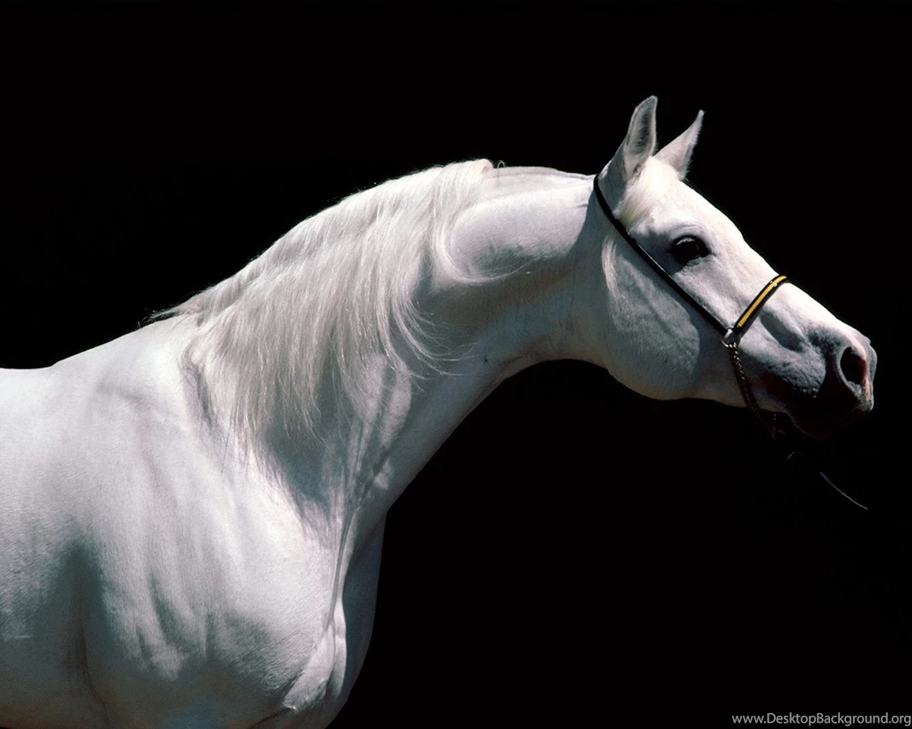 Download The Beautiful White Stallion Wallpaper, Beautiful White ...