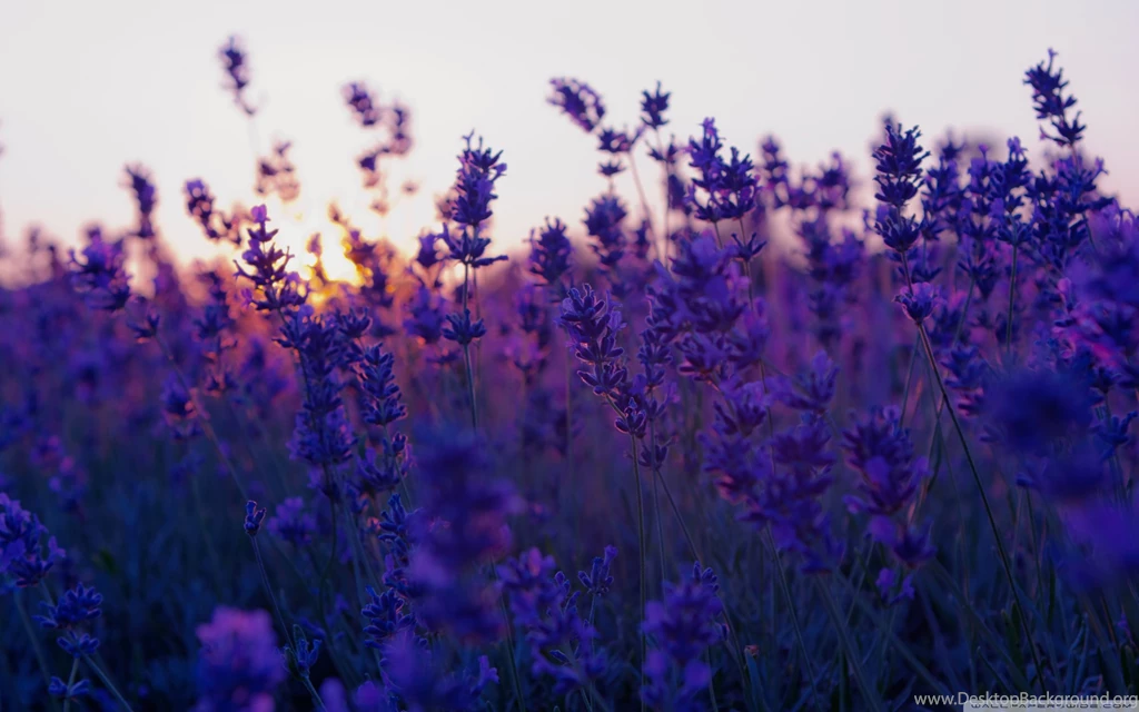 Lavender Field And Sunset Wallpapers Full HD [2560x1600]   Free ...