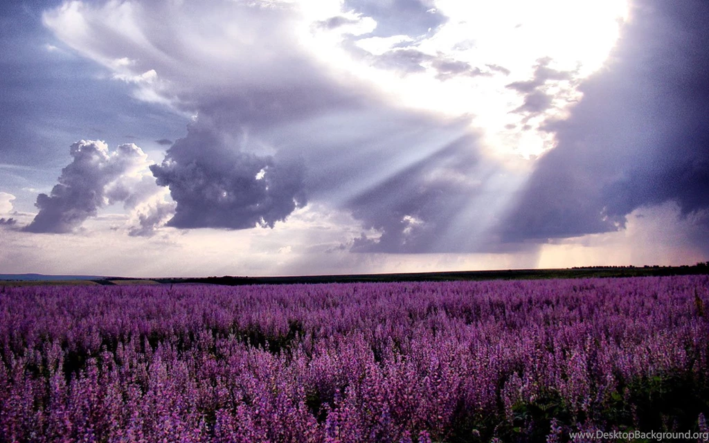 Lavender Wallpapers Collection (36+)