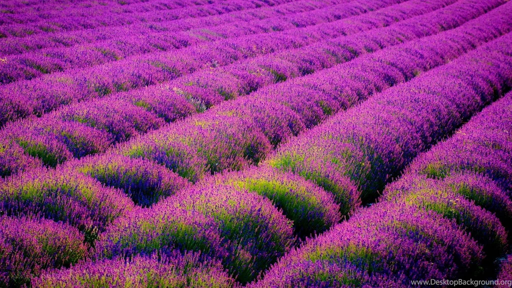 Abstract Lavender Flowers Field High Definition Wallpapers For ...