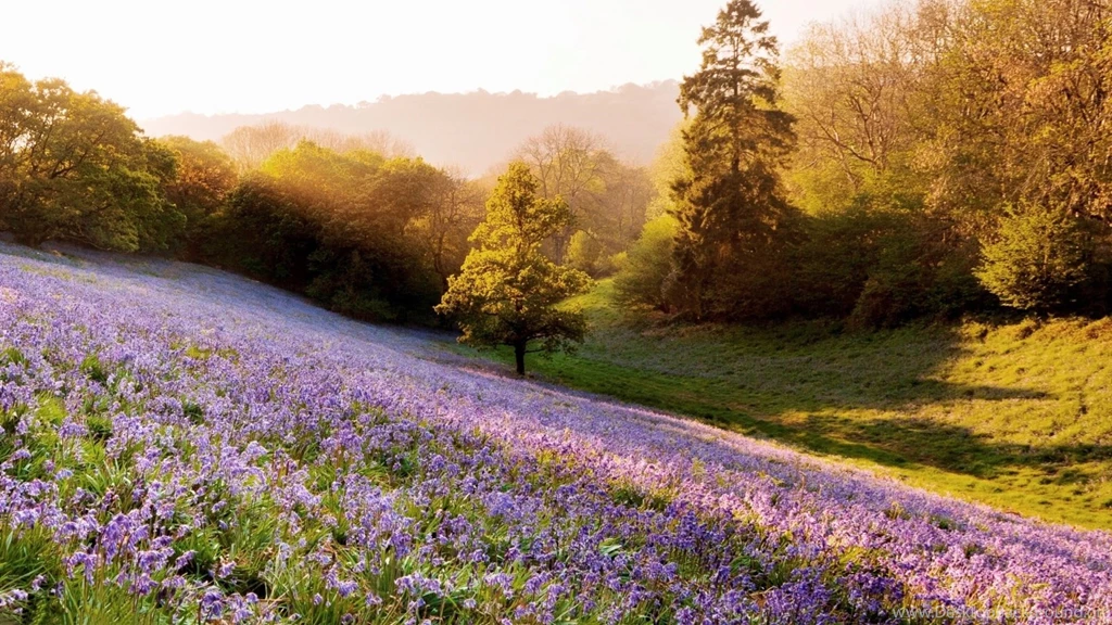 Field With Lavender ImgMob