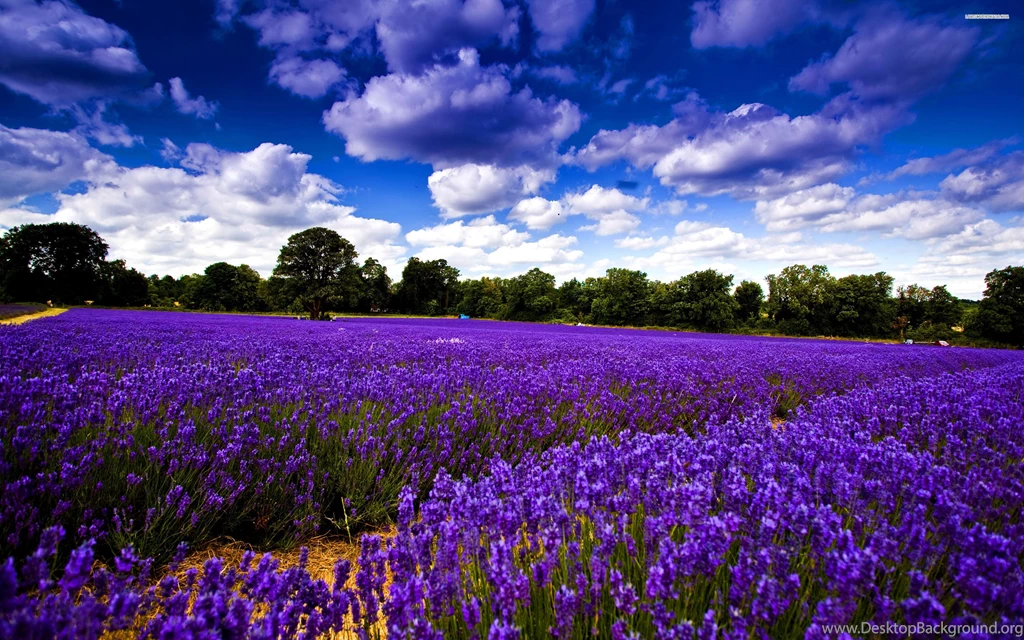 Lavender Field Under The Clear Sky, Cloud, Flower, Tree, Nature ...