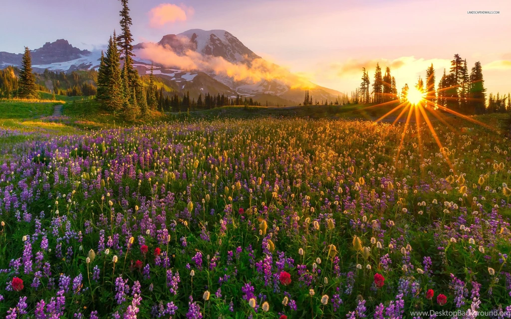 Lavender Field Lovely Sunrise Wallpapers