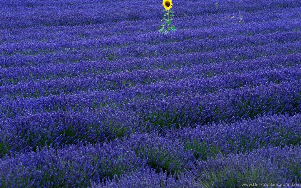 Download Wallpapers Sunflower In Lavender Field (1440 X 900 ...
