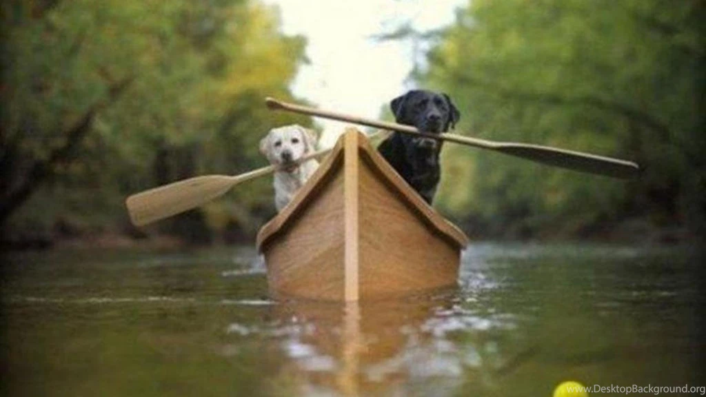 Dogs Rowing Wallpapers (