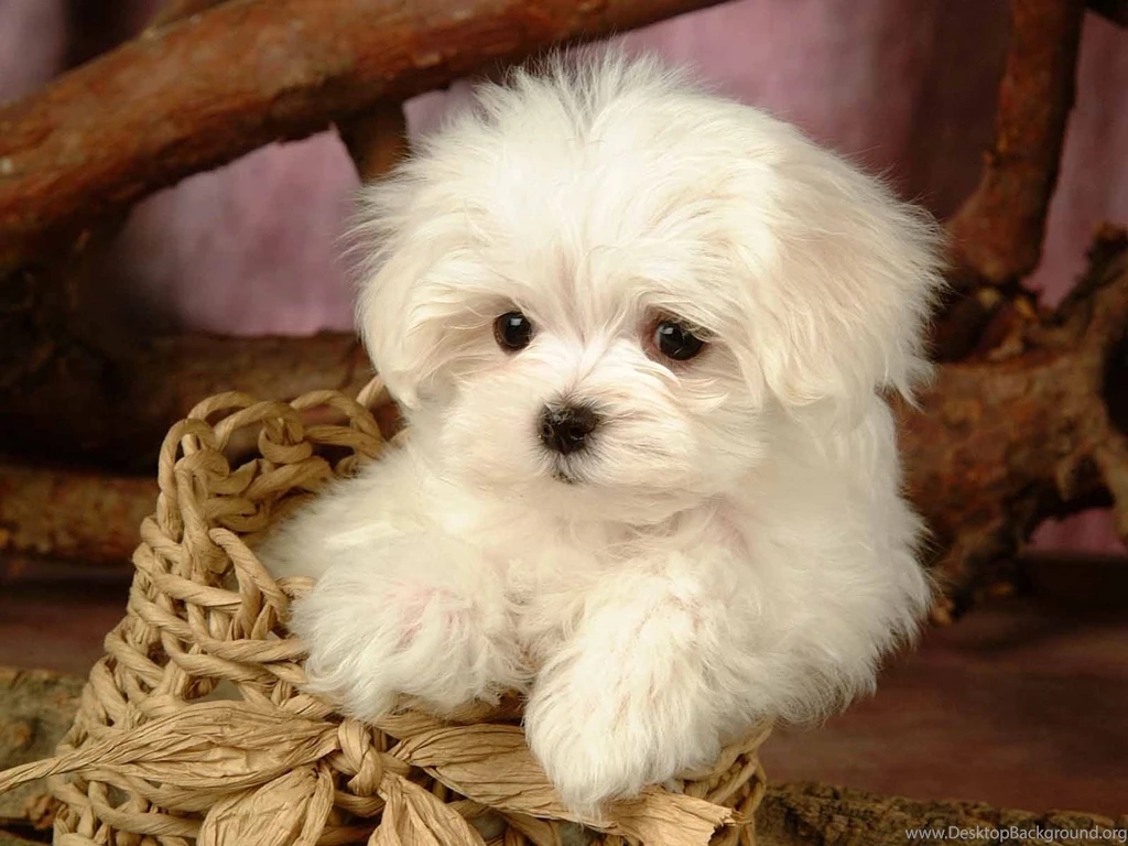 Pictures Of Cute Puppies Wallpapers HD Base