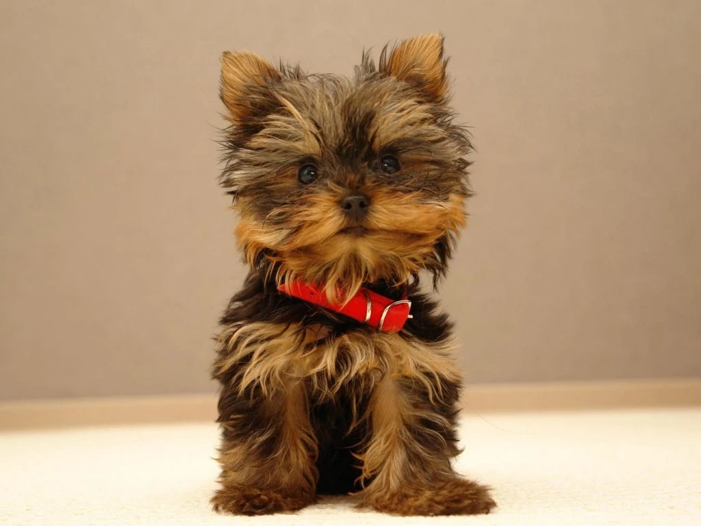 1024x768 Cute Puppy Desktop PC And Mac Wallpaper. Cute Dogs ...