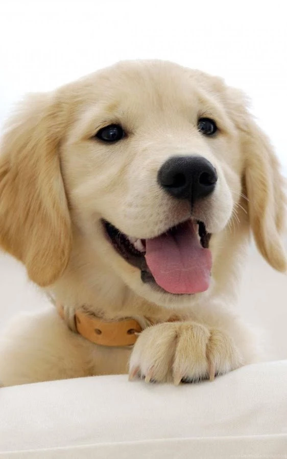 Puppies Live Wallpapers   Android Apps On Google Play