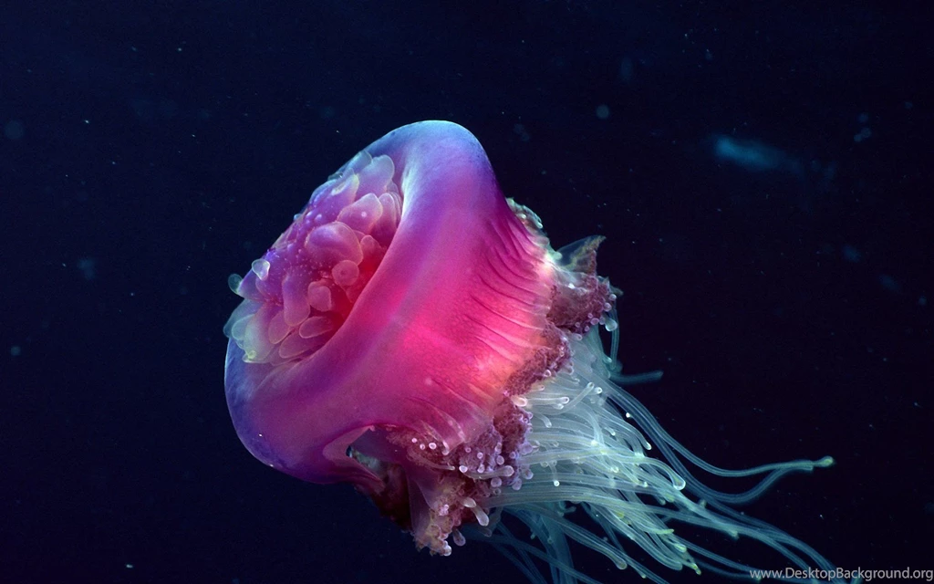 Beautiful Sea Life 1920x1200 Wallpapers,Sea Life 1920x1200 ...