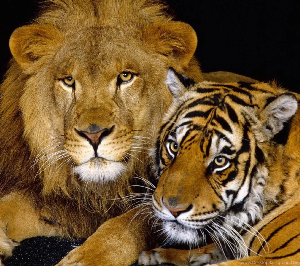 Lion With Tiger Wallpapers   Free Download
