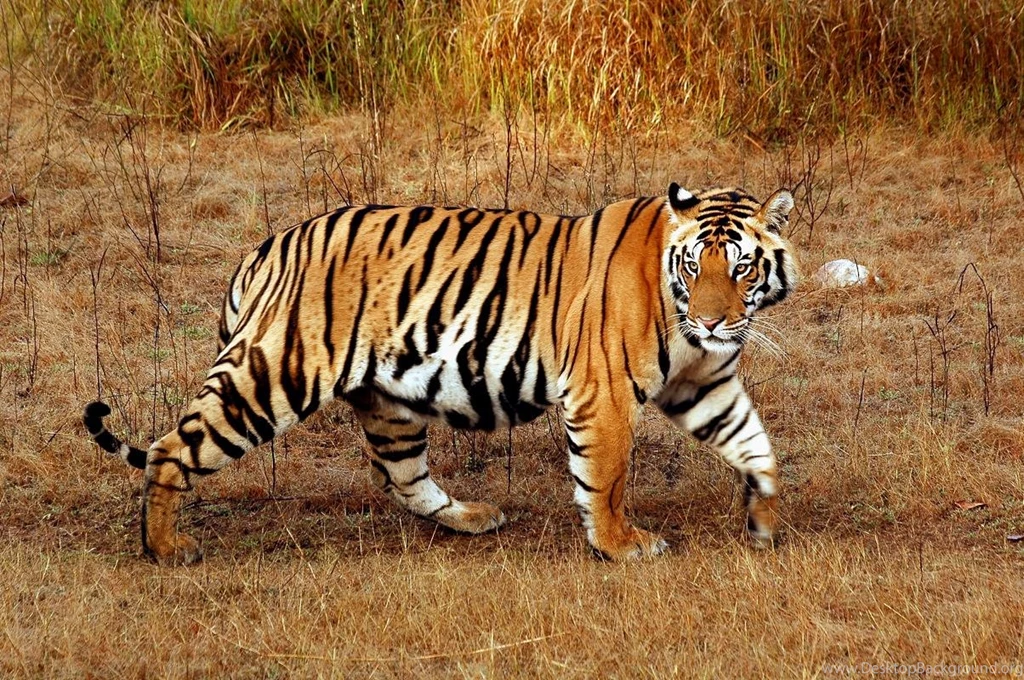 Free HD Download Tiger Images