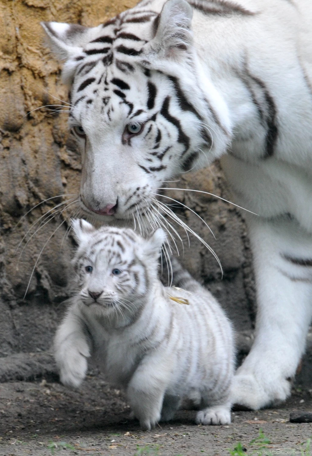 Cute White Tiger And Cubs Photo Picture HD Wallpapers Free Download ...