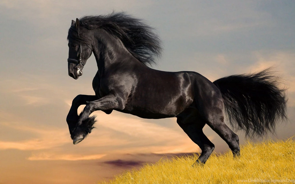 Love, Wallpaper, Horse, Animals, Scenic (