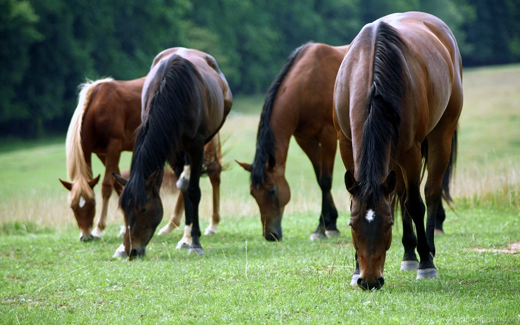 Horse, Gathering, Wallpaper, Scenery (