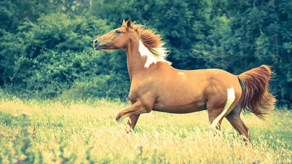Pretty Horse Field Wallpapers 44833 1920x1080 Px ~ HDWallSource.com