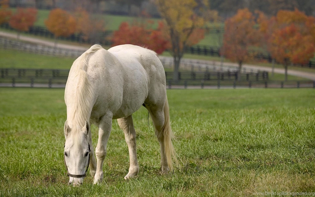 Love, Wallpaper, Horse, Animals, Scenic (