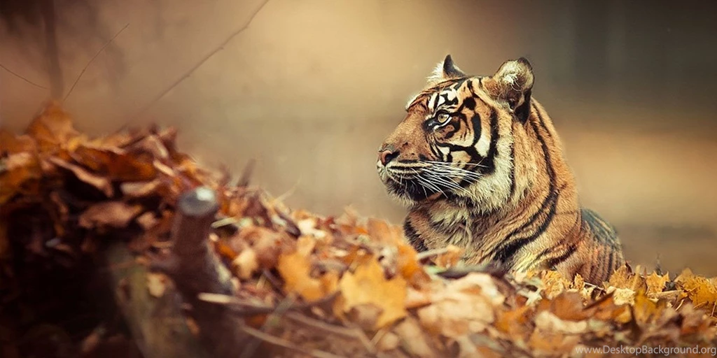 Tiger Twitter Cover & Twitter Backgrounds