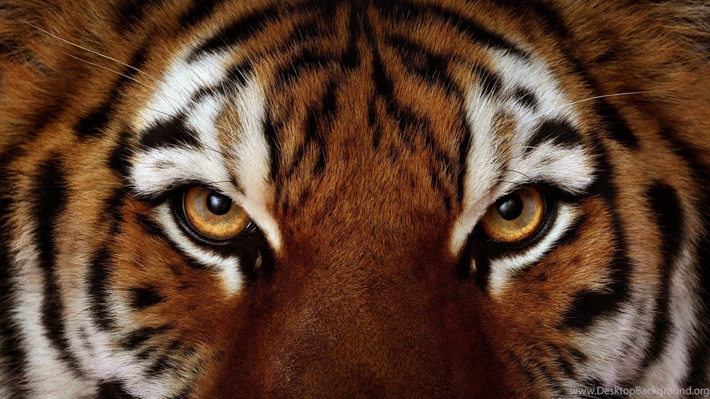 Tiger HD Photos