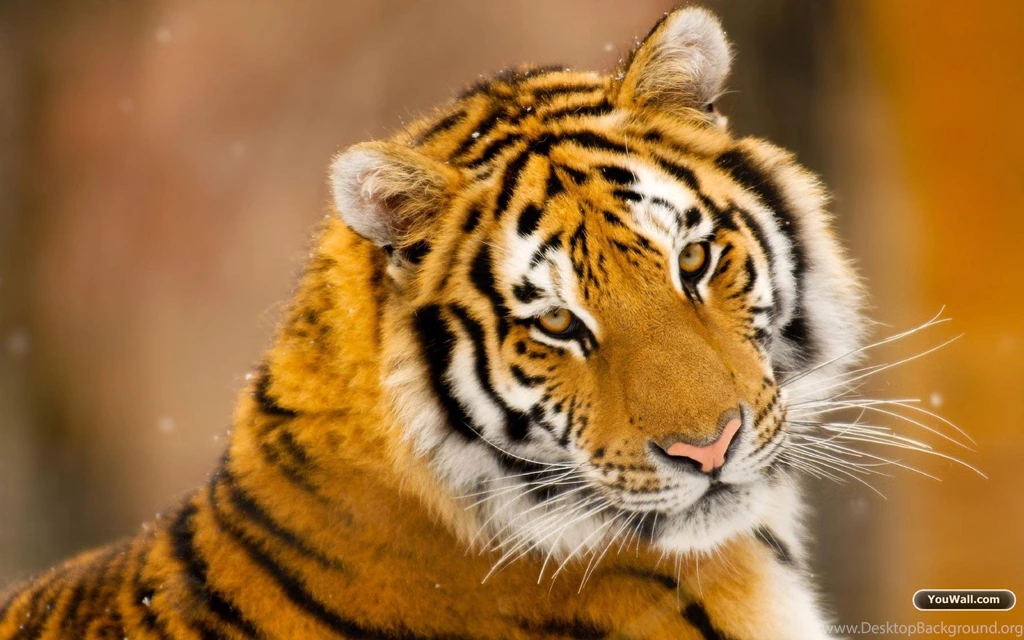 Desktops, Background, Tiger, Blue, Customization, Sharing, Windows ...