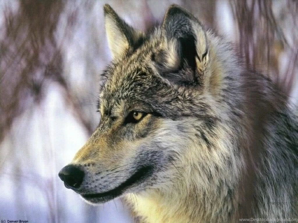 Wolf Backgrounds Photo By Sergeant_Grif