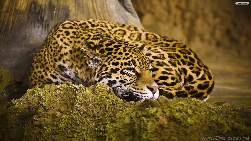 Wallpapers > Cars > Hd Jaguar Wallpapers @ Collect HD