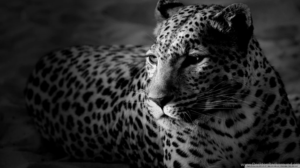 Download Jaguar Car 71 Wallpapers 1920x1080