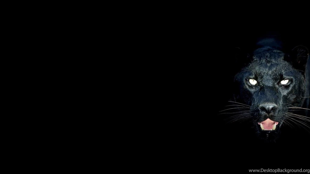 Black Jaguar Wallpapers Wallpapers Cave