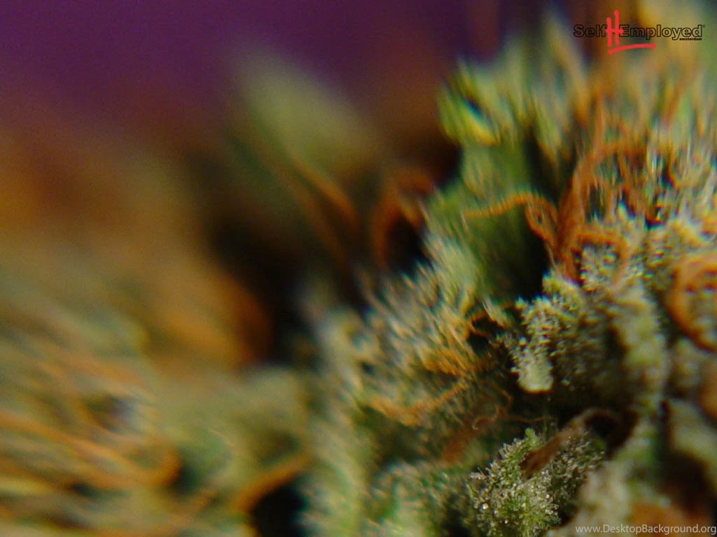 Self Hemployed Weed Wallpapers