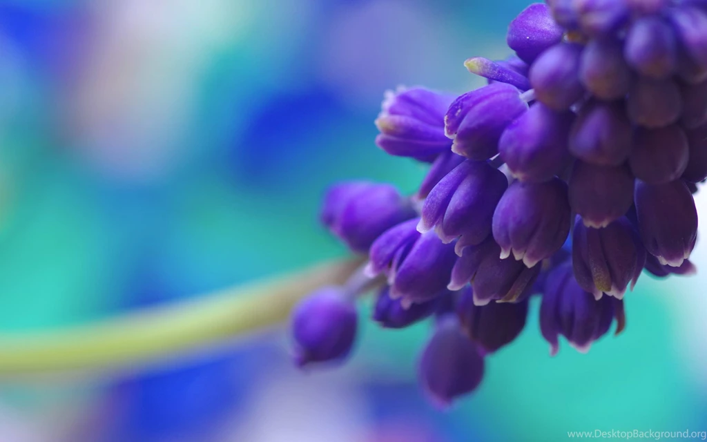 Flower Wallpaper: Real Flower Wallpapers Free HD Backgrounds ...