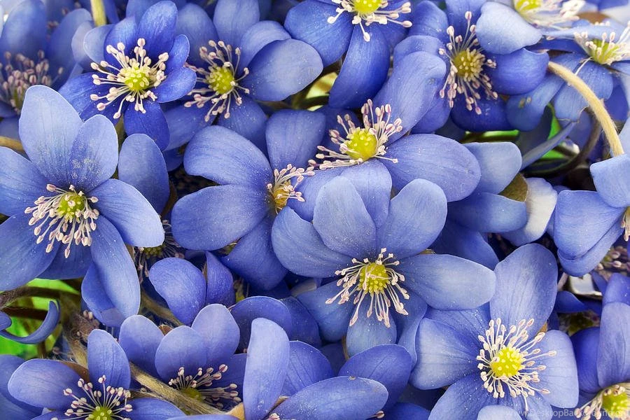 Real First European Springs Flowers Backgrounds Photograph By ...