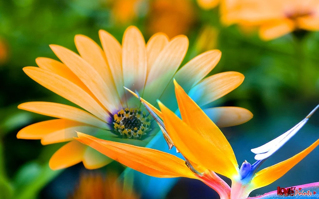 RePin Image: Flowers Backgrounds Hd On Pinterest