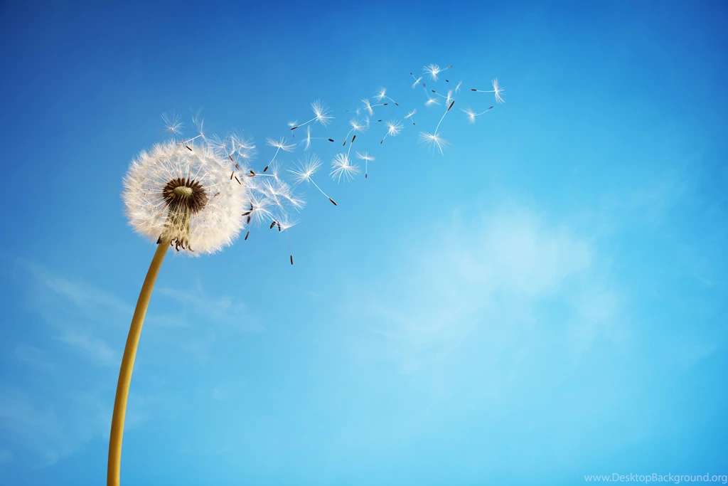 Download Wallpapers The Sky, Dandelion, Flower, Background, Flowers ...