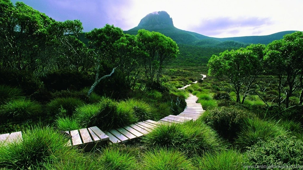 Green Landscapes Nature Trees Forests Hills Tasmania Wallpapers ...