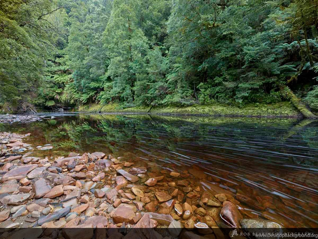 Tarkine Tasmania Wallpapers Photo