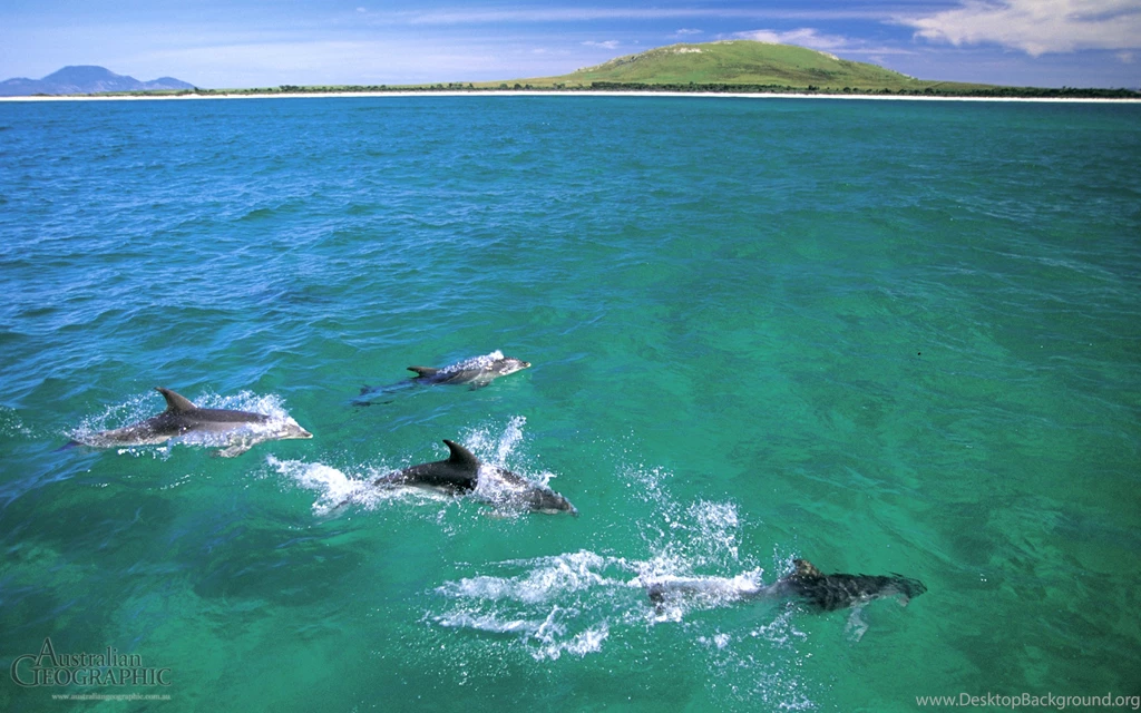 Cruising Dolphins, Flinders Island, Tasmania Australian Geographic