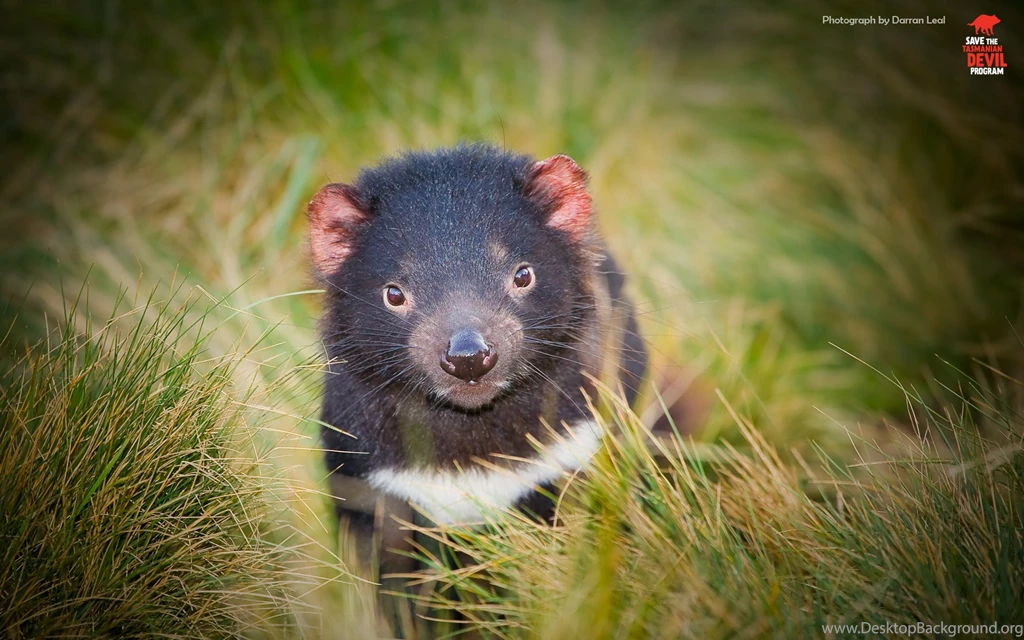7 Tasmanian Devil HD Wallpapers