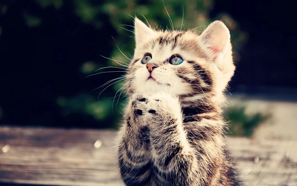 Cats Cute Hd Wallpapers