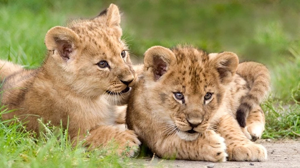 Lion cubs african free hd wallpapers downloaded