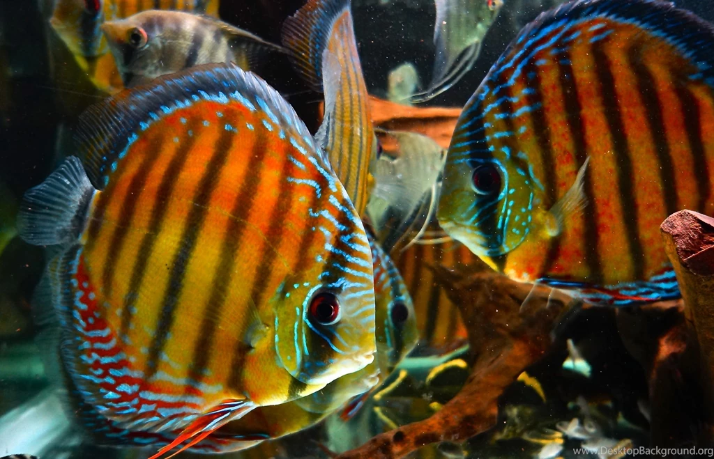 DISCUS Tropical Fish Wallpapers