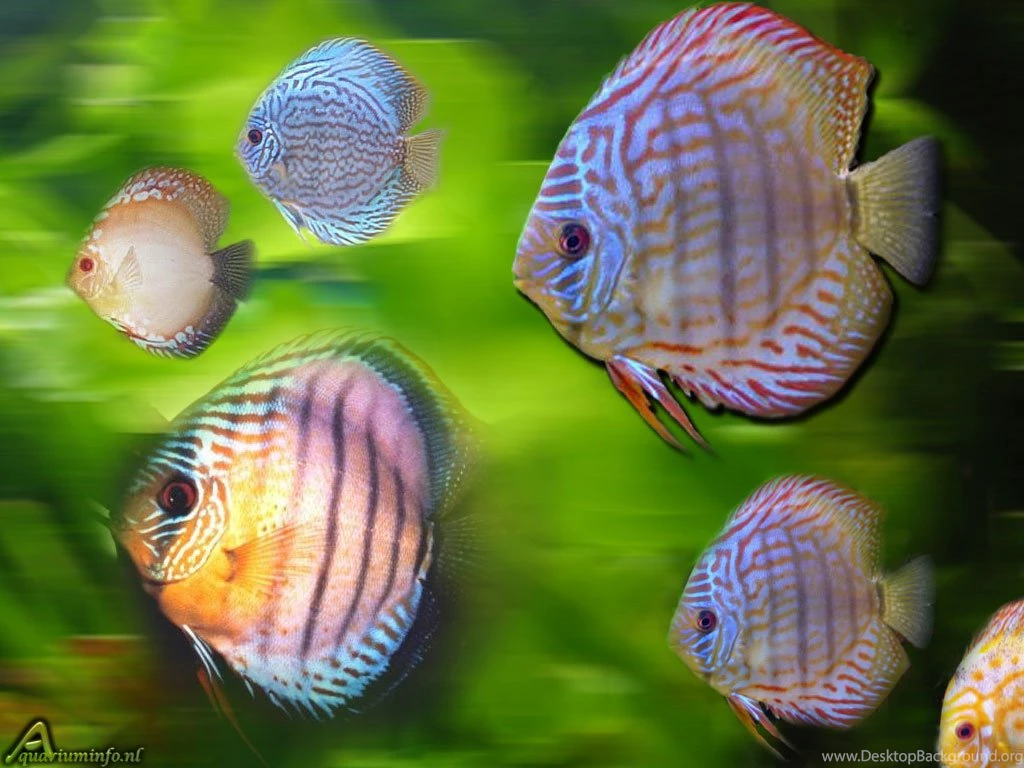 Download Discus Fish Cute Wallpapers