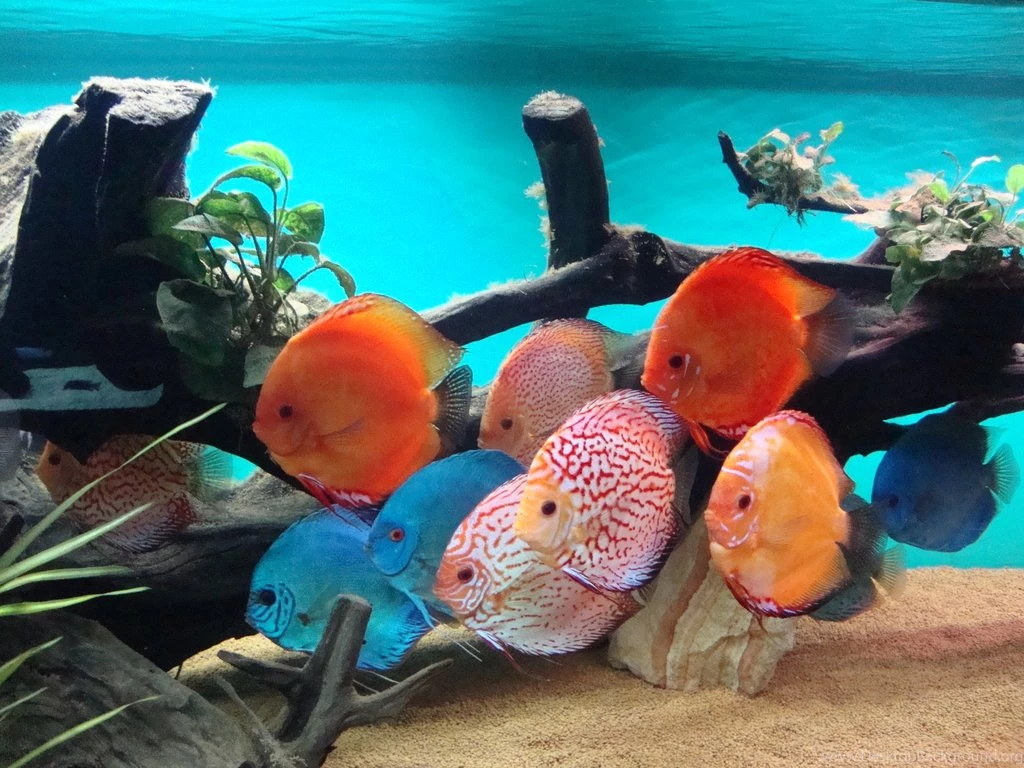 Discus Fish By Ancatheshadow On DeviantArt