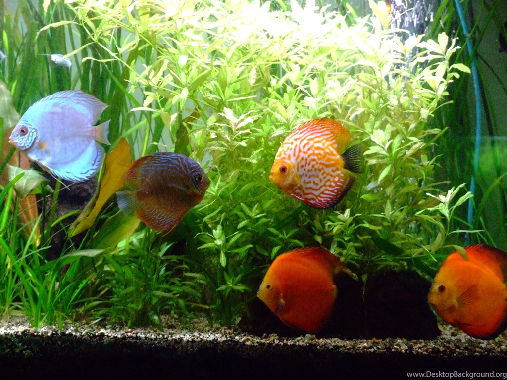 DISCUS Tropical Fish Wallpapers