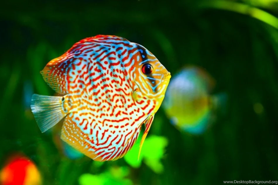 The Most Beautiful Fishes In The World. Choose Your Fave!