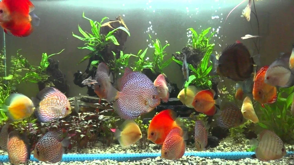 DISCUS Tropical Fish Wallpapers