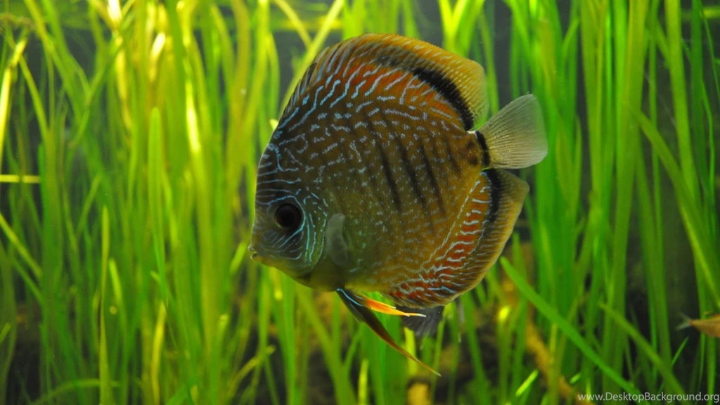 Fish Discus Wallpapers