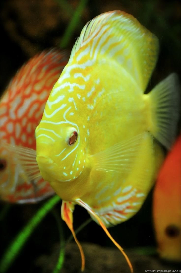 Discus Fish On Pinterest