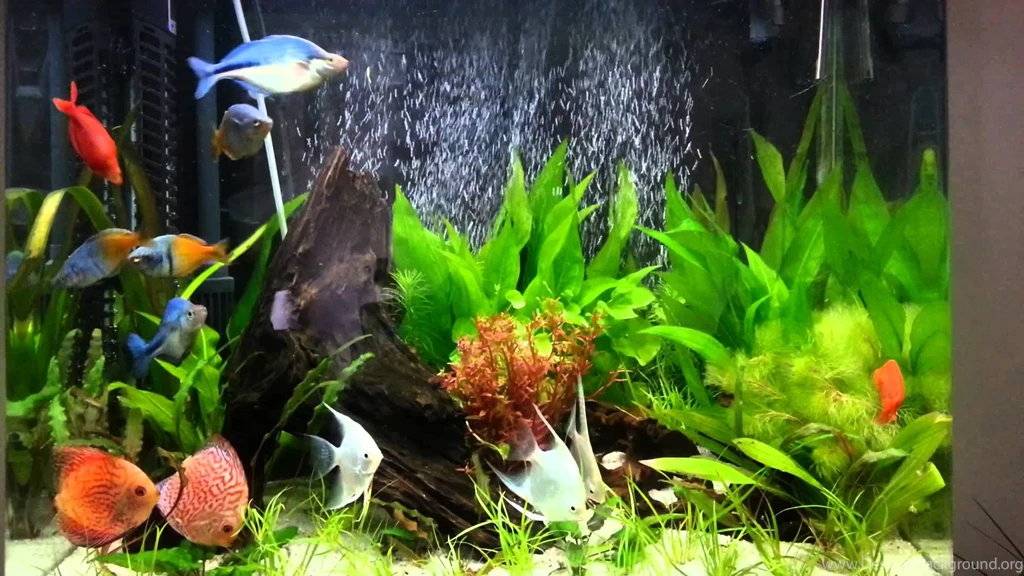 Aqua One 620t Discus And Rainbow Fish YouTube
