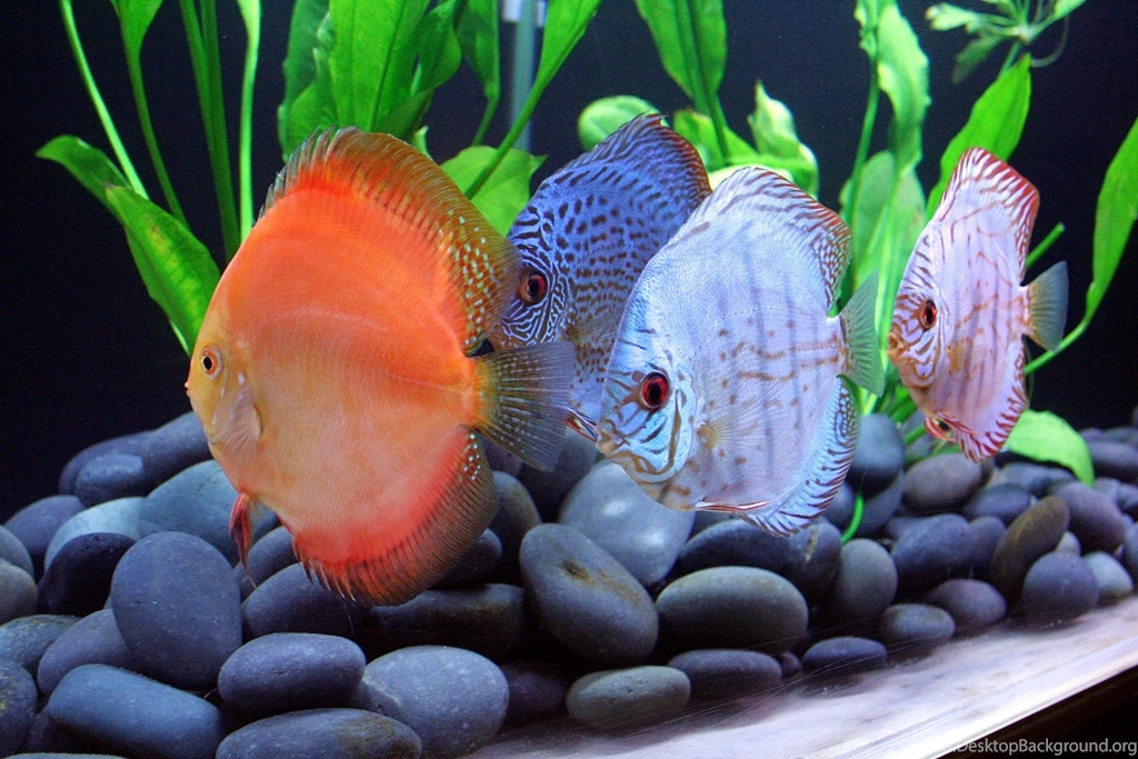 1728x1152px Discus