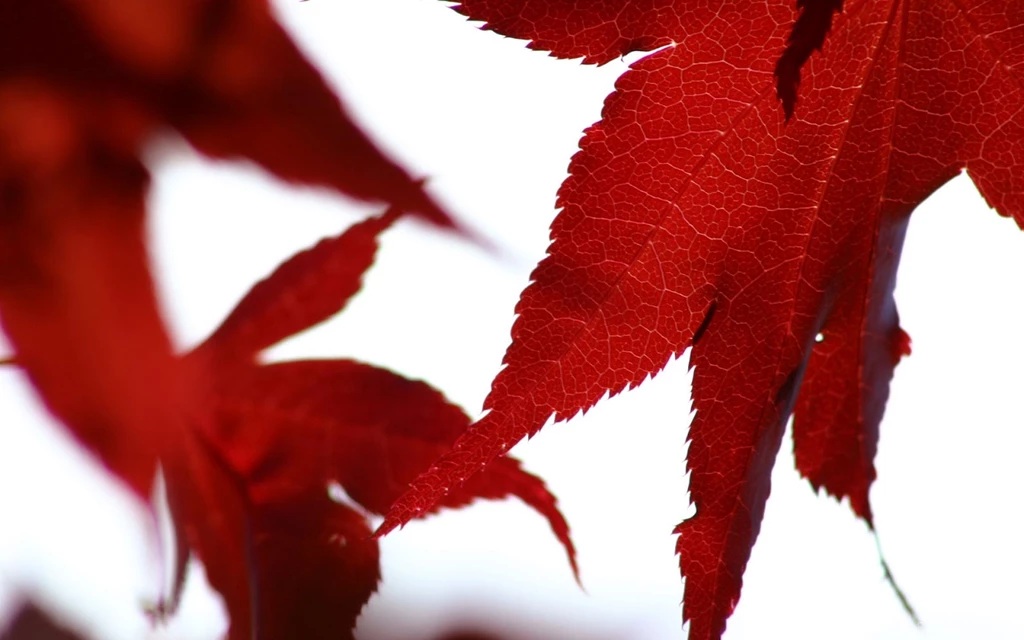 Black And White Wallpapers: Red Leaves Red White Wallpapers