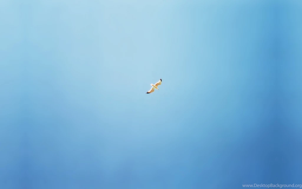 Wallpapers Blue, Clean, Seagull, Seagull In The Clear Blue Sky.